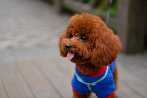 泰迪电影爆料视频,视频内容深度解析  第3张