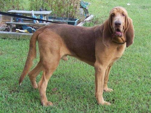 寻血猎犬爆料了吗视频,视频内容深度解析