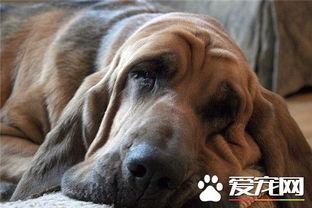 寻血猎犬爆料了吗视频,视频内容深度解析  第2张