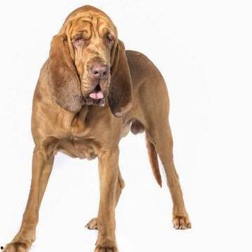 寻血猎犬爆料了吗视频,视频内容深度解析  第3张