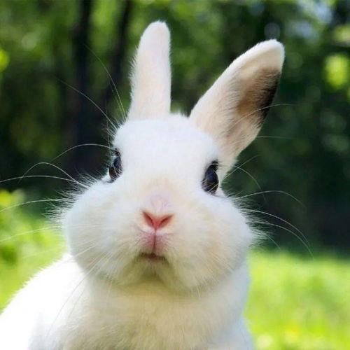 光遇最新爆料小兔子,小兔子新角色揭秘，萌动天空的治愈使者  第3张