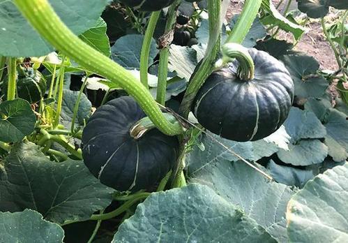 新疆网红求瓜吃播视频,一场别开生面的求瓜吃播盛宴  第2张