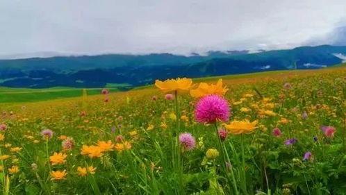 新疆网红求瓜吃播视频,一场别开生面的求瓜吃播盛宴  第3张