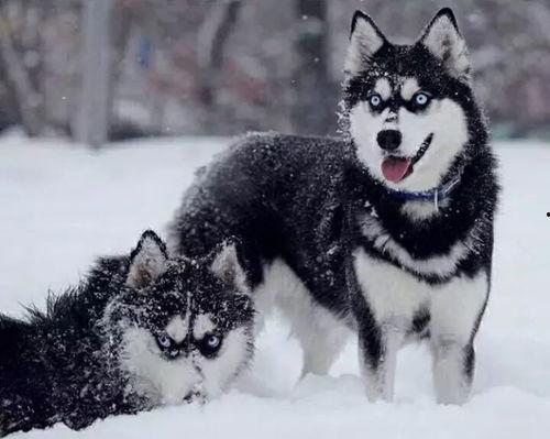 狼血犬电影在线观看,狂野追踪，生死较量