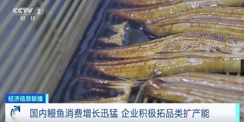 鳗鱼完整版在线观看,揭秘深海神秘生物的完整版在线观看之旅