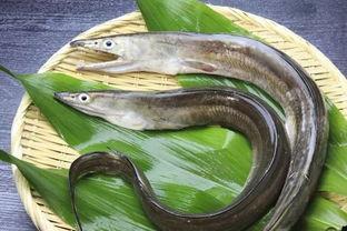 鳗鱼完整版在线观看,揭秘深海神秘生物的完整版在线观看之旅 第2张 鳗鱼完整版在线观看,揭秘深海神秘生物的完整版在线观看之旅 第2张