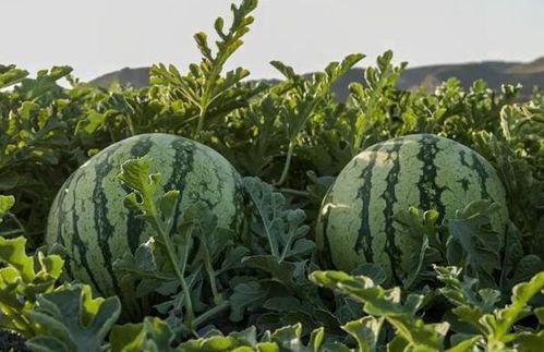 辽宁网红吃瓜,揭秘娱乐圈幕后故事  第3张