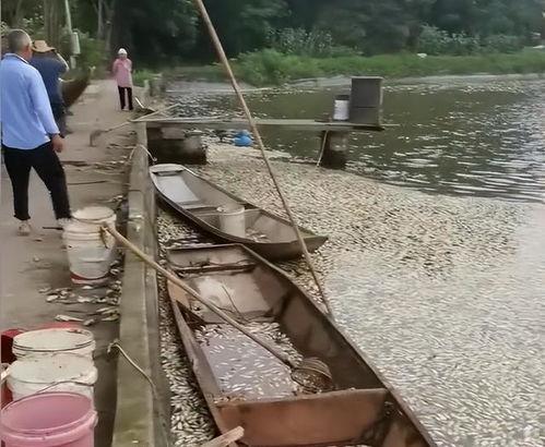 女子爆料自家鱼塘视频,女子曝光自家鱼塘惊人内幕