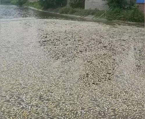 女子爆料自家鱼塘视频,女子曝光自家鱼塘惊人内幕  第2张