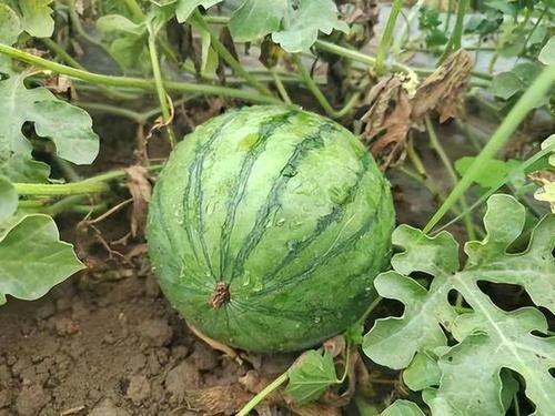 新疆网红新瓜最新爆料,揭秘神秘事件背后的真相  第3张