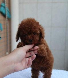 泰迪熊在线观看,温馨回忆，在线重温的甜蜜时光  第3张