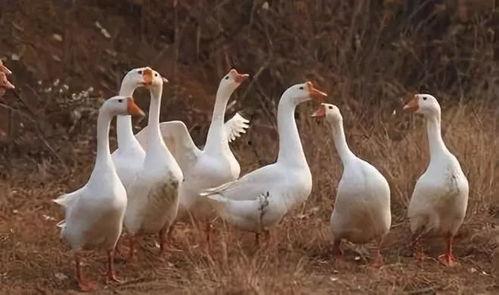 美国鹅鹅爆料视频,揭秘幕后真相  第2张