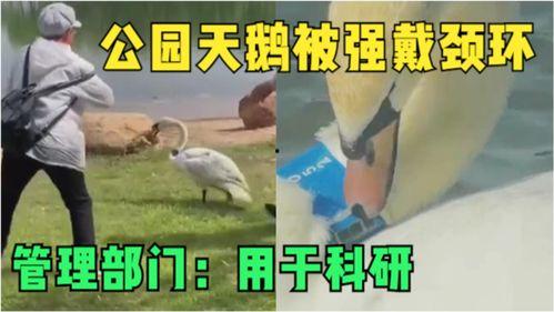 美国鹅鹅爆料视频,揭秘幕后真相  第3张