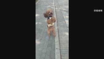 爆料娱乐小哥视频在线观看,独家爆料视频在线观看,带你领略幕后精彩瞬间 第2张 爆料娱乐小哥视频在线观看,独家爆料视频在线观看,带你领略幕后精彩瞬间 第2张