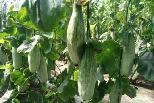 各种网红吃瓜网站在线,热门事件背后的真相与笑料  第3张