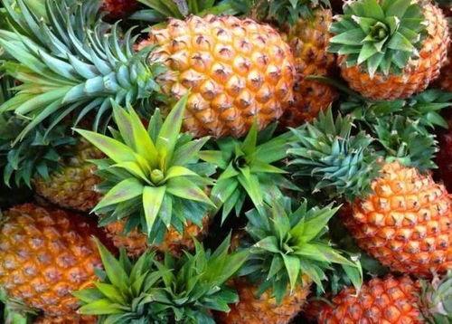 菠萝最新爆料消息,揭秘娱乐圈最新动态与幕后故事