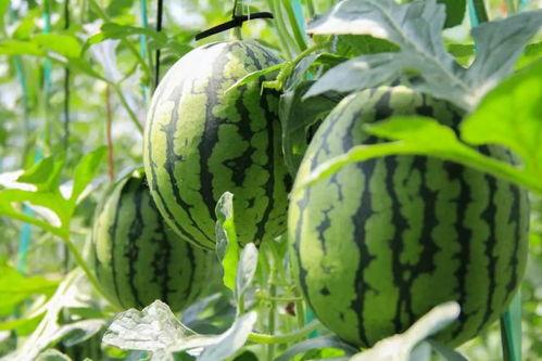 免费吃瓜群,揭秘网络社交新潮流 第2张 免费吃瓜群,揭秘网络社交新潮流 第2张