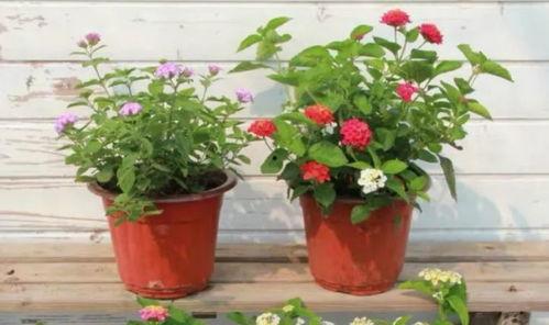 泰国旅行爆料视频大全最新,热门景点、美食攻略与独家体验大盘点  第3张