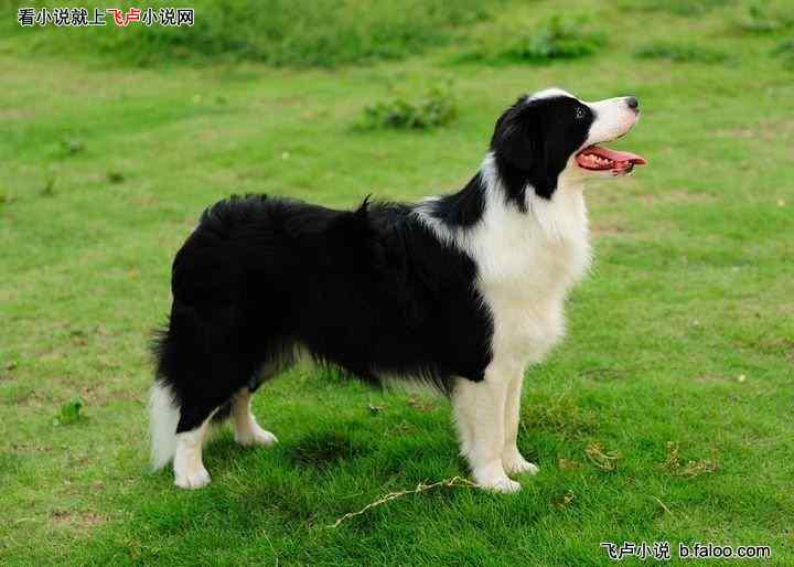 娱乐吃瓜酱牧羊犬  第2张