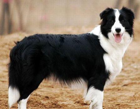 娱乐吃瓜酱牧羊犬  第3张