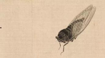 在线观看蝉翼,揭秘自然界的奇迹与生命的奥秘