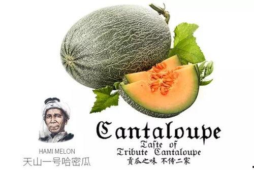 吃瓜号推荐免费,免费获取热门资讯的秘诀大公开  第2张