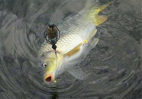 鱼鱼爆料视频大全