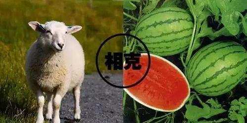 娱乐圈吃瓜羊了个羊,揭秘明星们的“羊群效应”  第2张