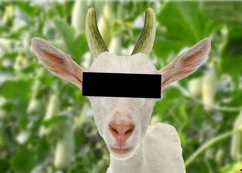 娱乐圈吃瓜羊了个羊,揭秘明星们的“羊群效应”  第3张