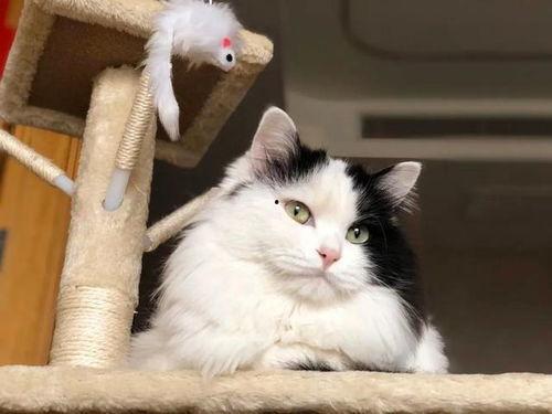 小猫咪热点爆料视频播放,视频播放背后的惊人真相