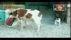 小猫咪热点爆料视频播放,视频播放背后的惊人真相 第2张 小猫咪热点爆料视频播放,视频播放背后的惊人真相 第2张