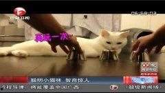 小猫咪热点爆料视频播放,视频播放背后的惊人真相 第3张 小猫咪热点爆料视频播放,视频播放背后的惊人真相 第3张