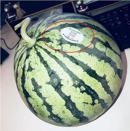 酒吧吃瓜网红是谁啊,酒吧吃瓜网红是谁？网络热议背后的真相